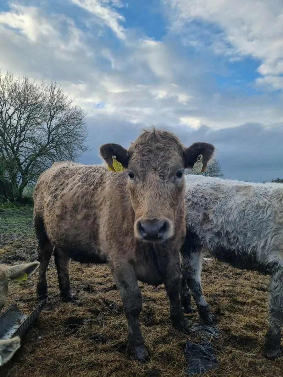 Charolais Bull Pedigree registered - Image 4