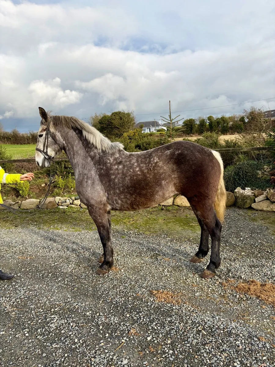 Nice draught type - Image 1