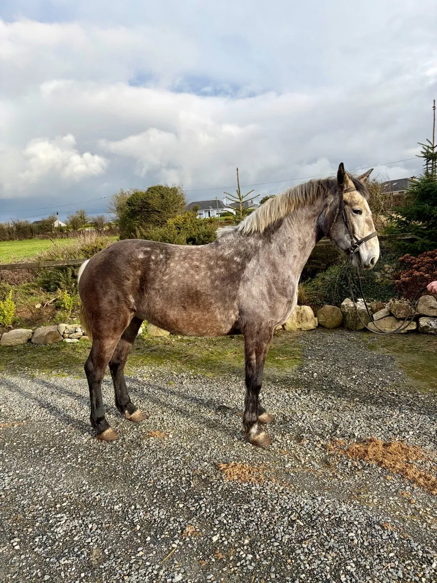 Nice draught type - Image 3