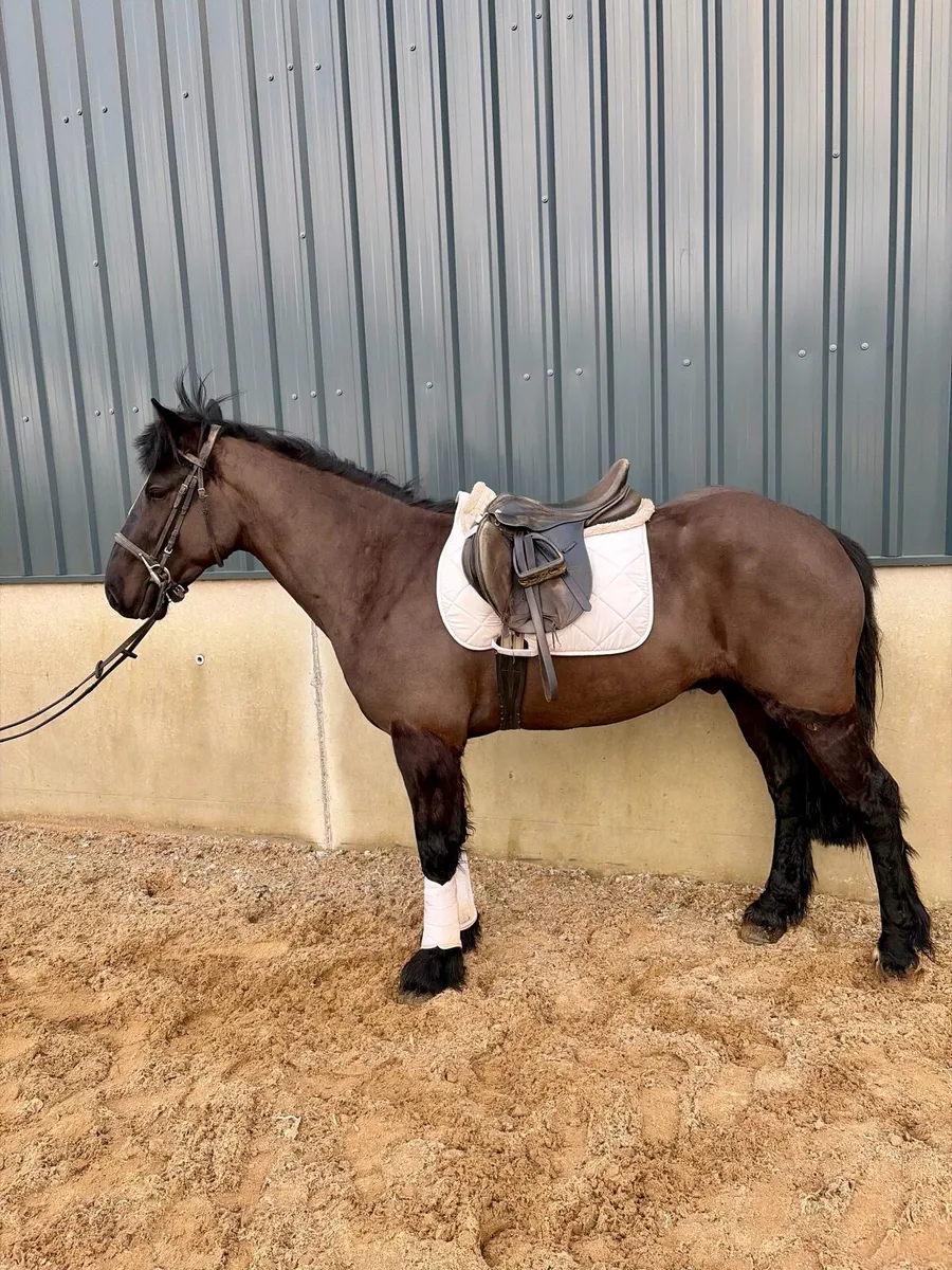 Stunning 5 year old cob - Image 1
