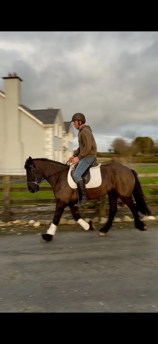 Stunning 5 year old cob - Image 4
