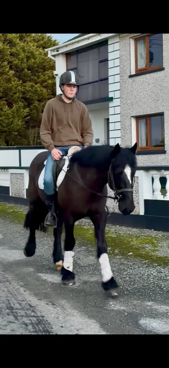 Stunning 5 year old cob - Image 3