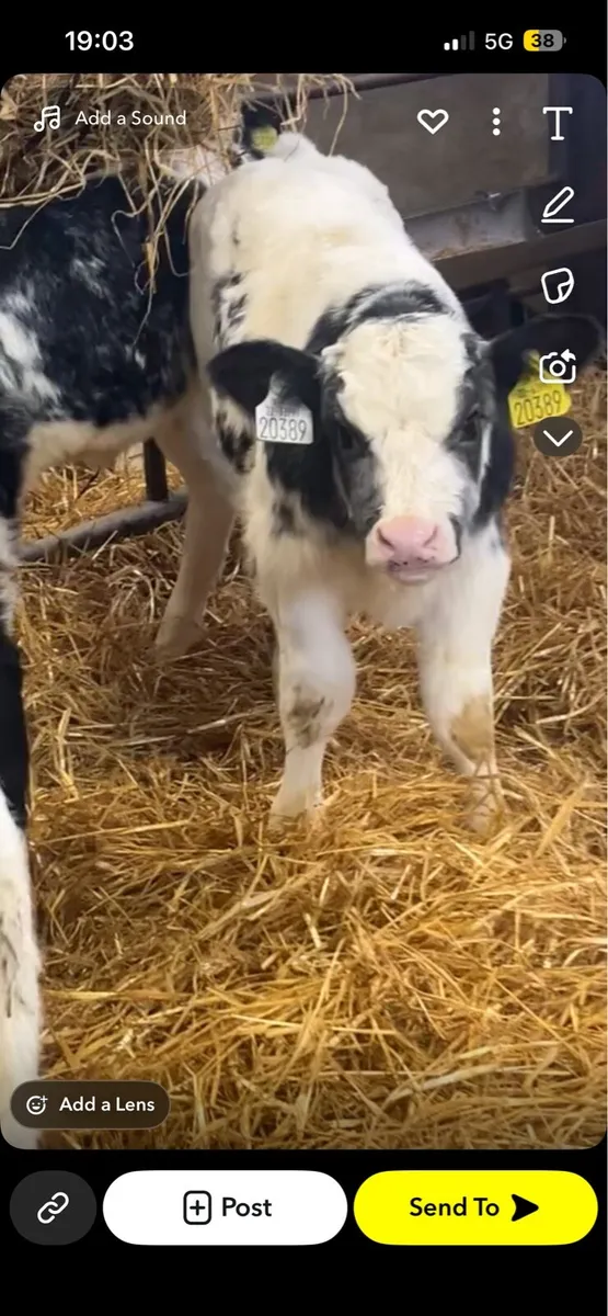 Top quality calves - Image 1