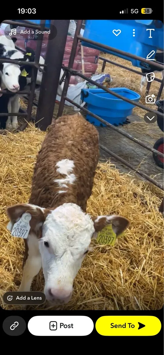 Top quality calves - Image 2