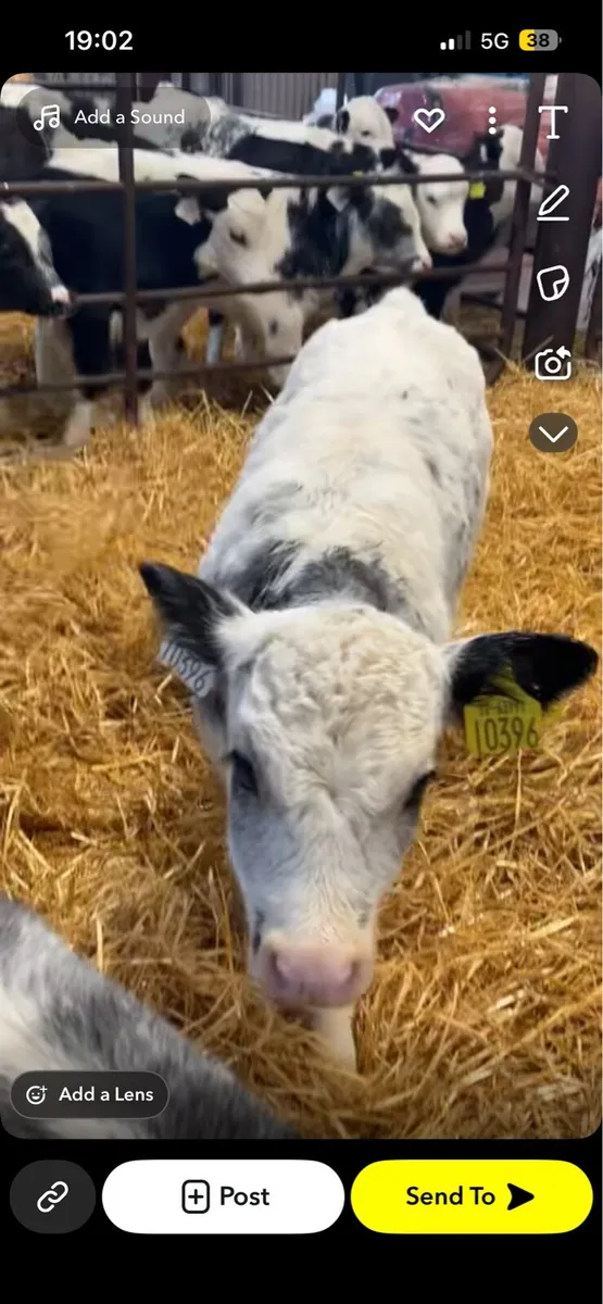 Top quality calves - Image 3