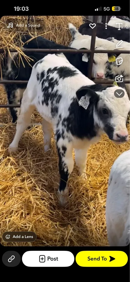 Top quality calves - Image 4