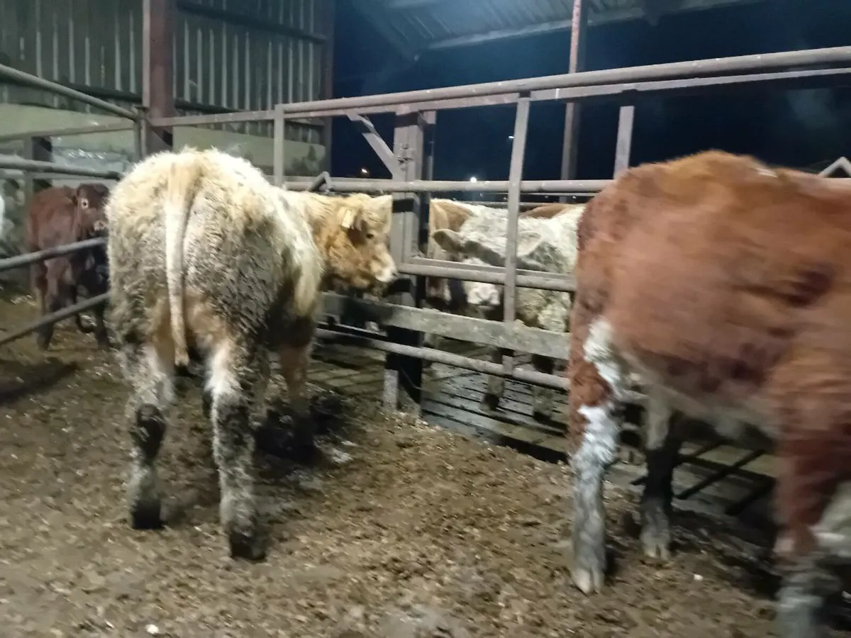 3 lovely Suckler bred bull Weanling - Image 3