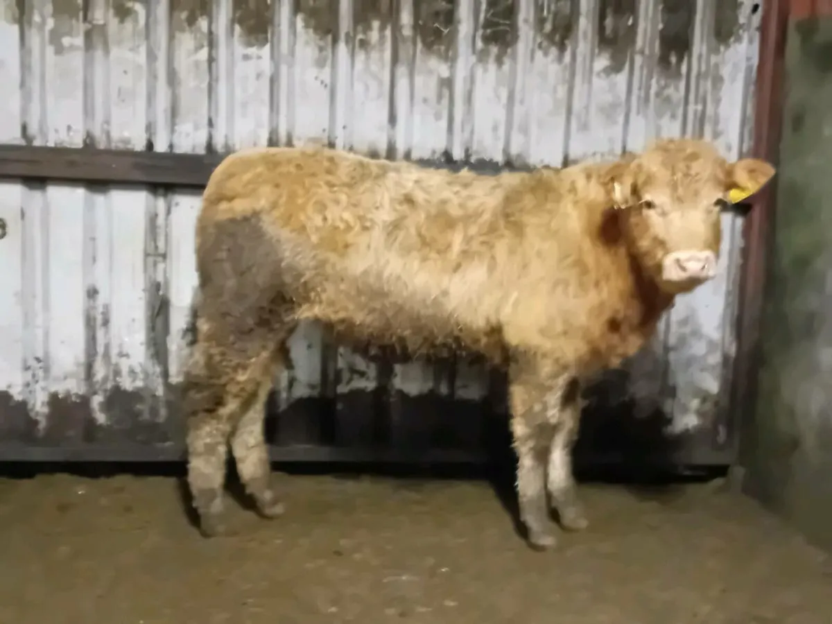 3 lovely Suckler bred bull Weanling - Image 1