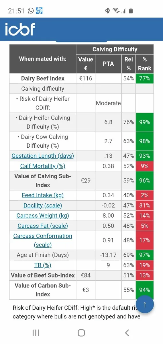 Aberdeen Angus bull - Image 3