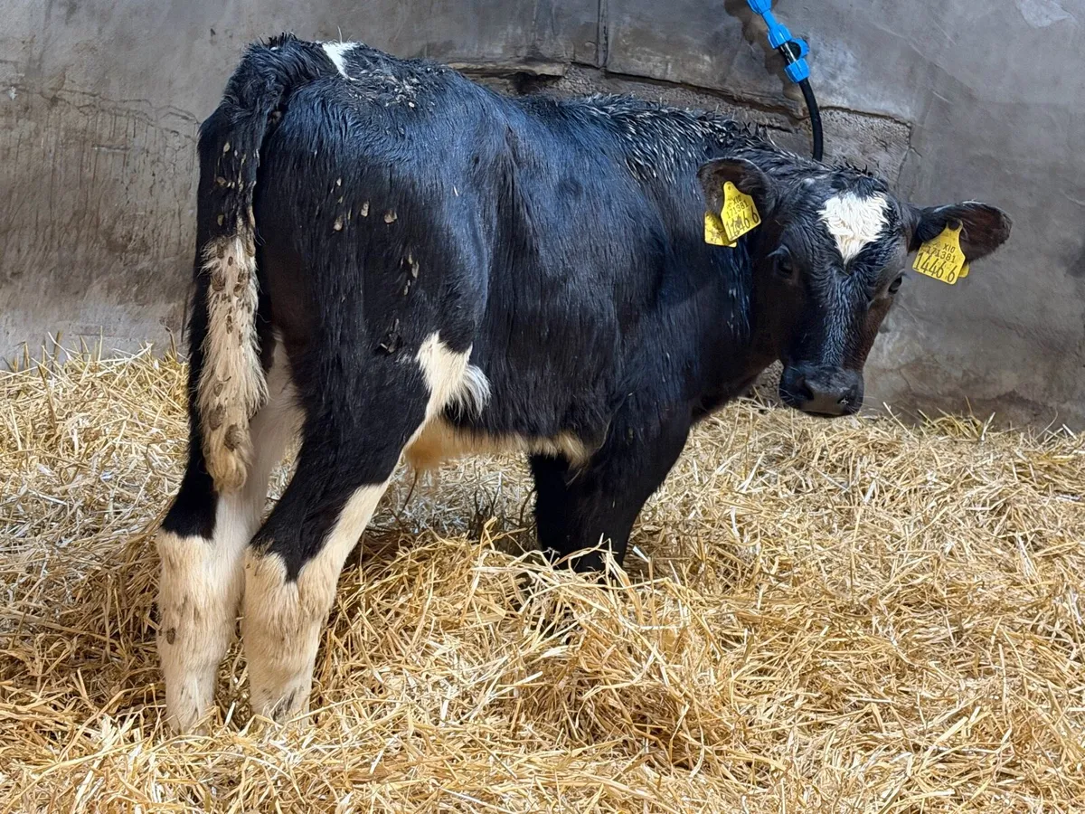 Fresian Bull Calves - Image 2