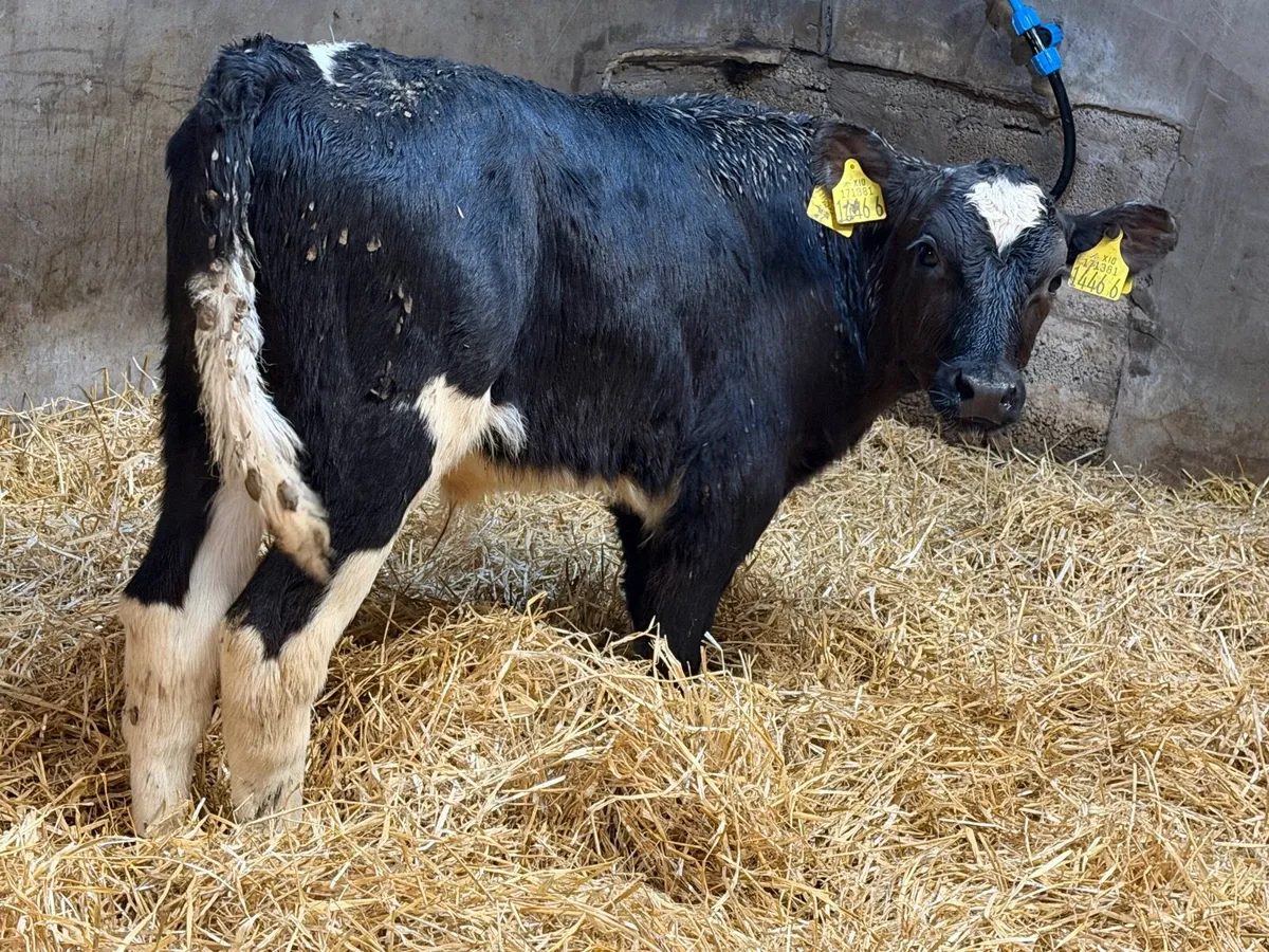 Fresian Bull Calves - Image 3