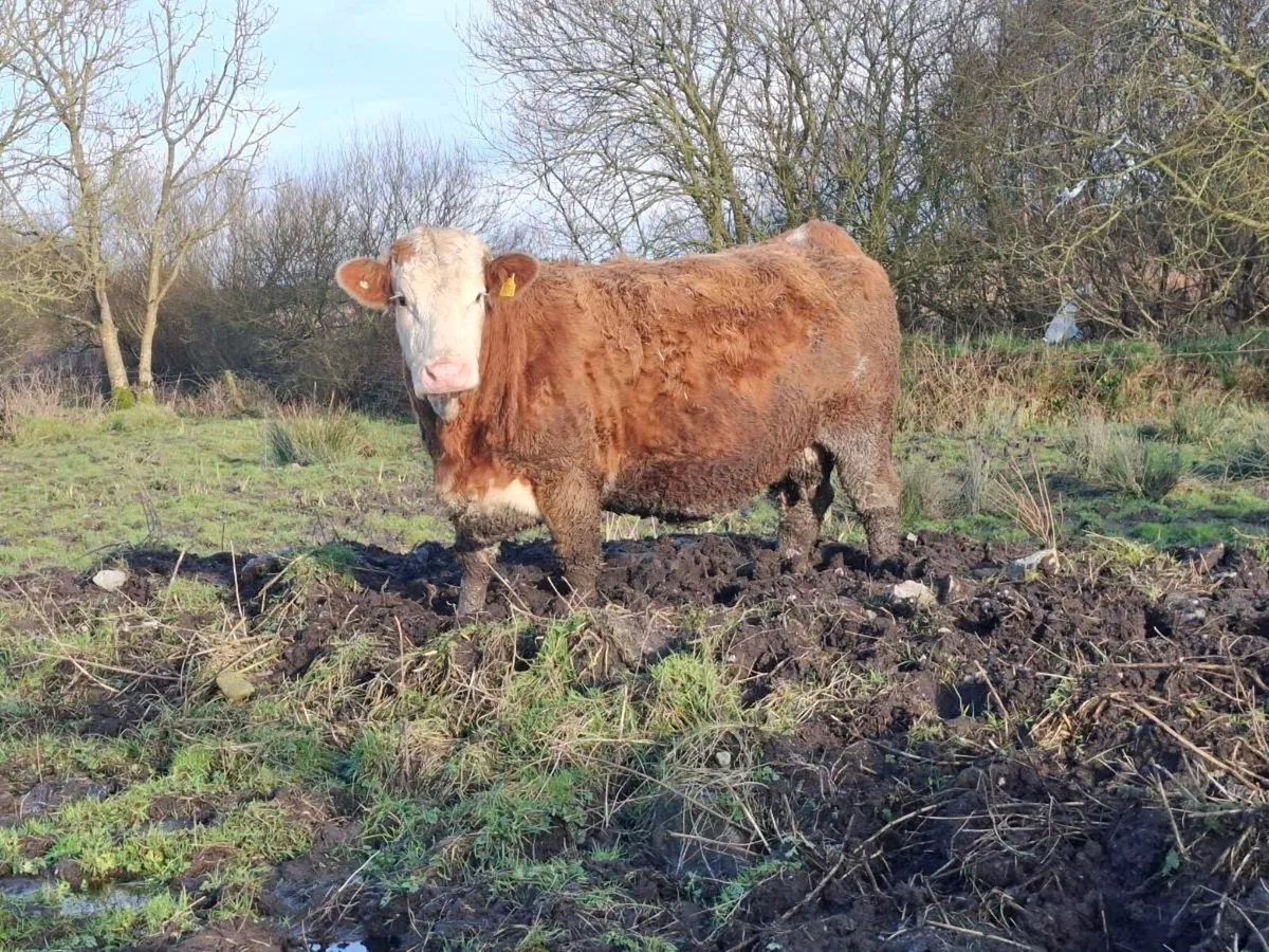 Complete Clearance Sale of Simental Springers - Image 3