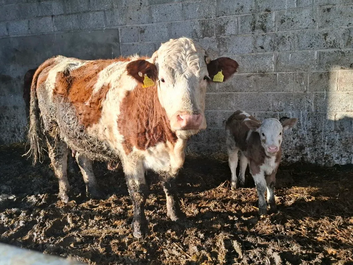 Complete Clearance Sale of Simental Springers - Image 4