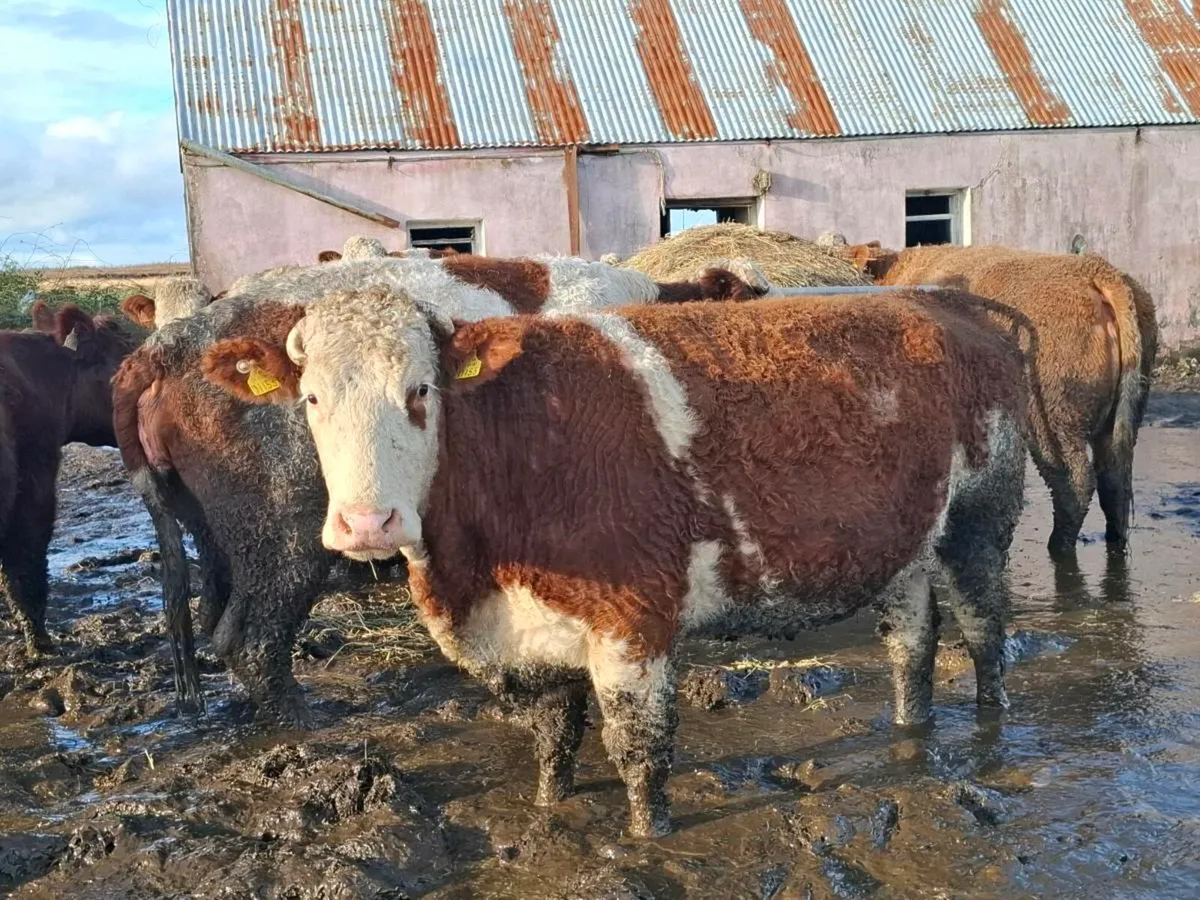 Complete Clearance Sale of Simental Springers - Image 2