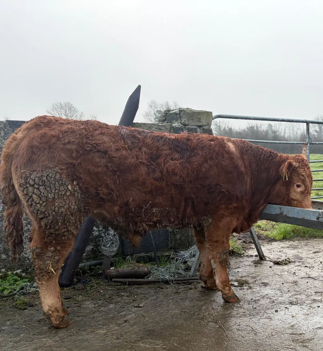 Lmx Bull Weanlings - Image 2
