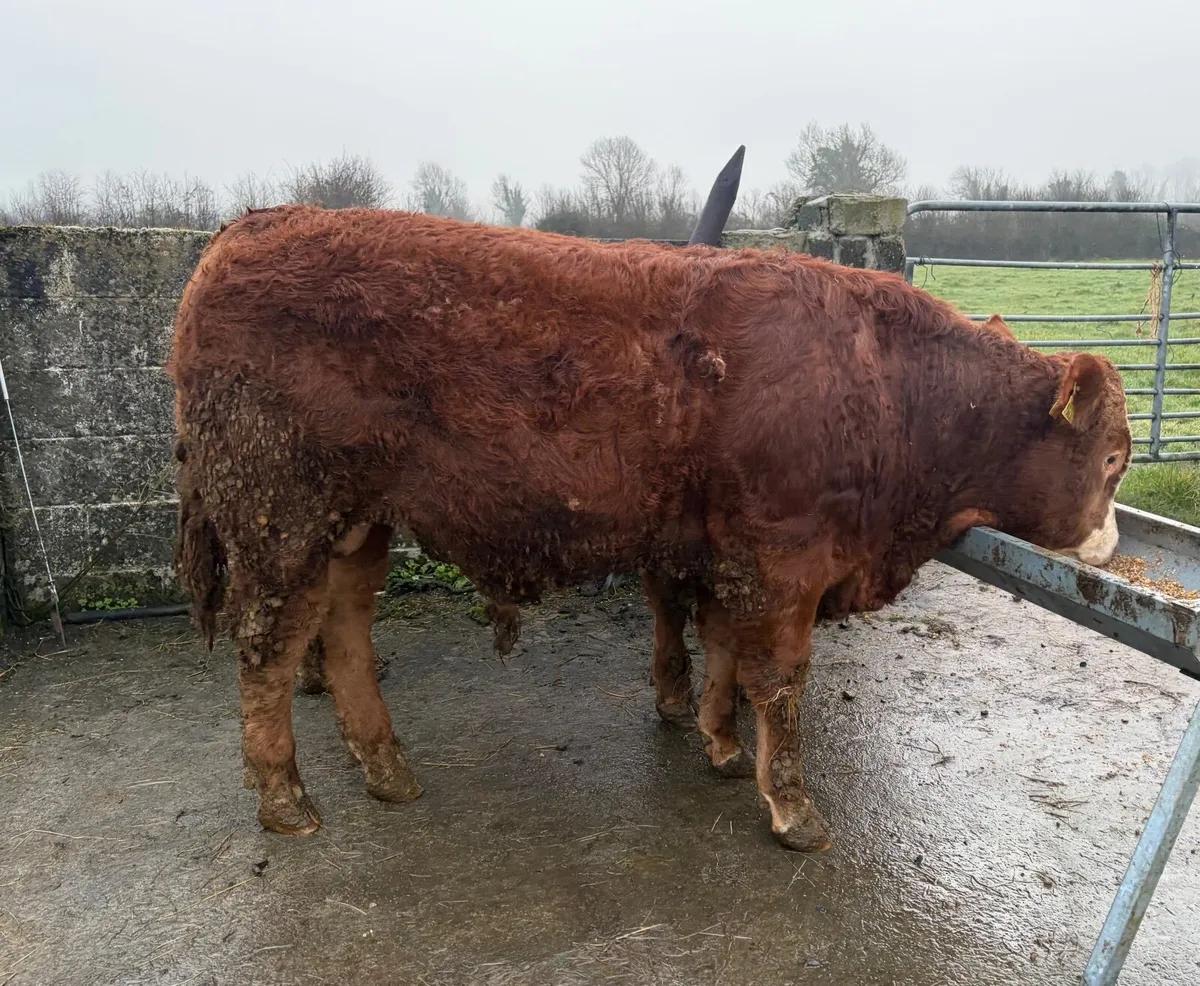 Lmx Bull Weanlings - Image 3