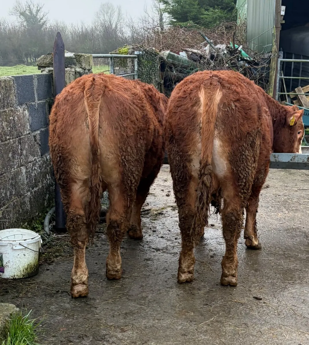 Lmx Bull Weanlings - Image 1