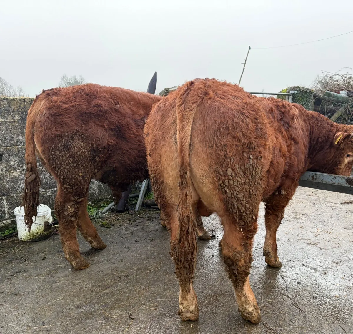 Lmx Bull Weanlings - Image 4