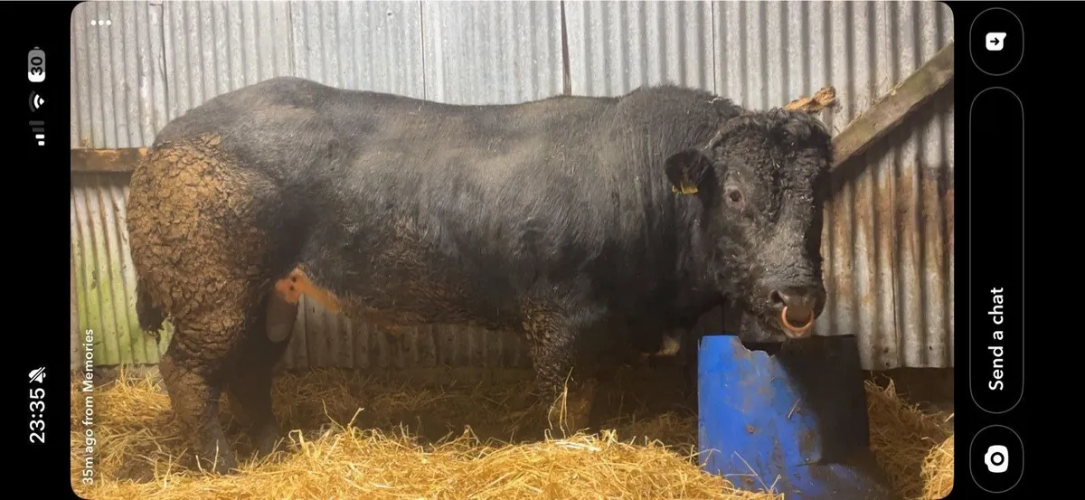 Cow & Calf (Balla mart 24/01/26 - Image 4