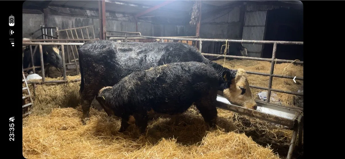 Cow & Calf (Balla mart 24/01/26 - Image 1