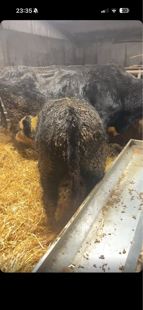 Cow & Calf (Balla mart 24/01/26 - Image 2