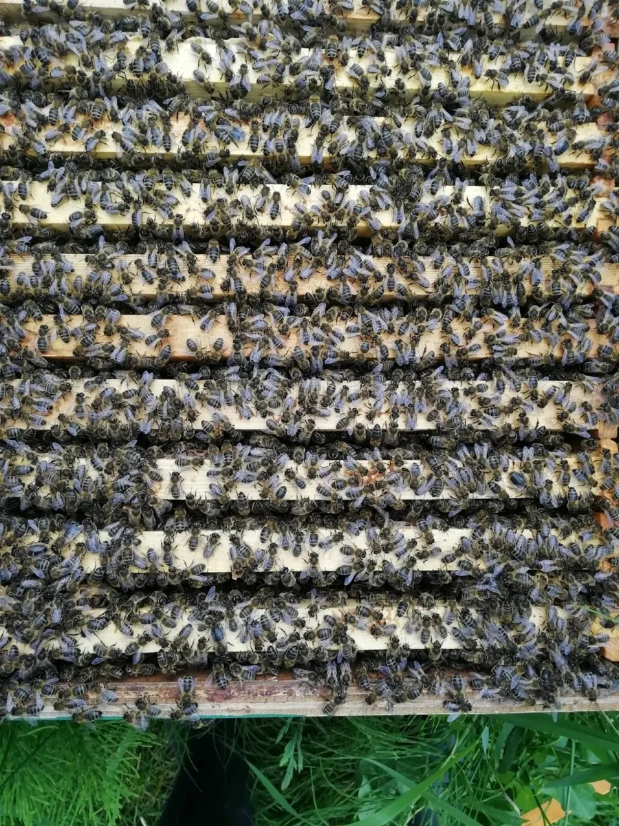 Bees - Image 3