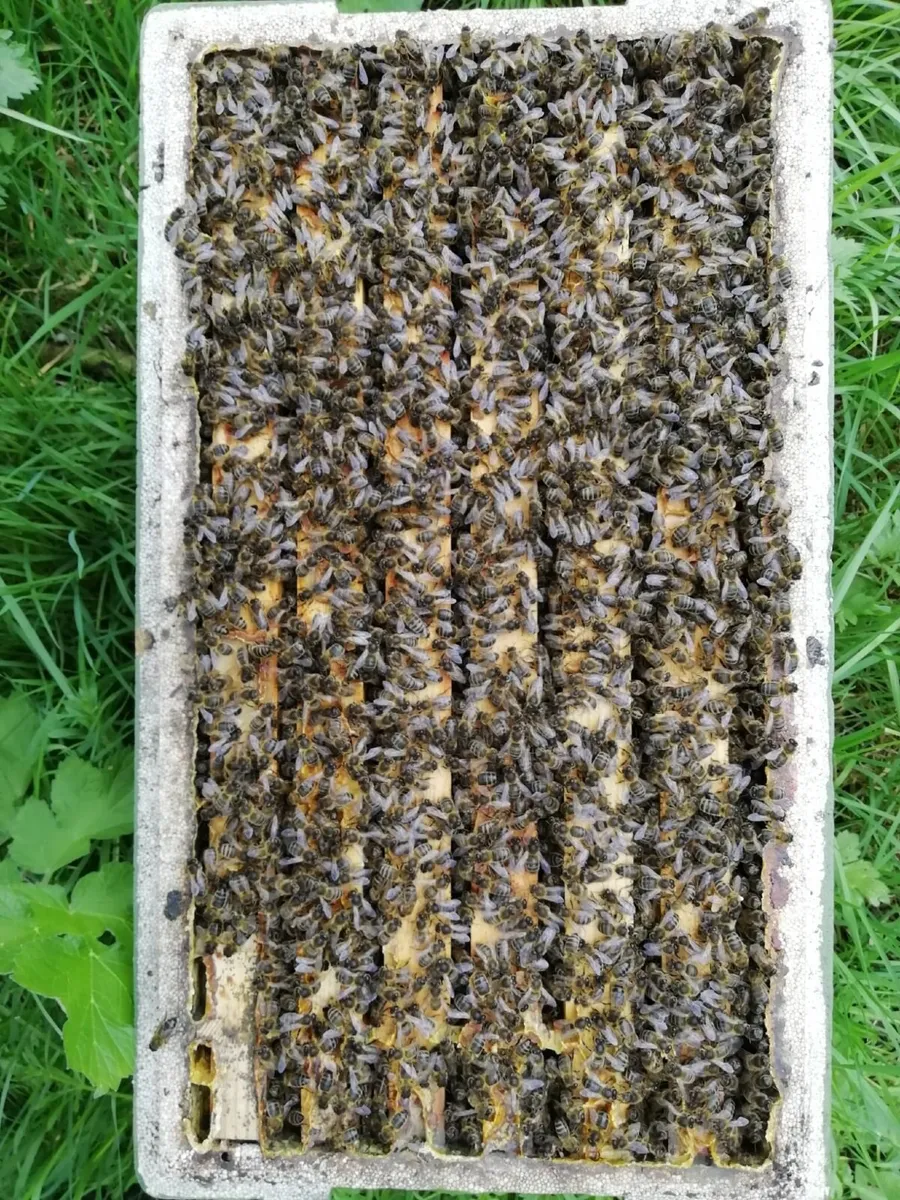 Bees - Image 4