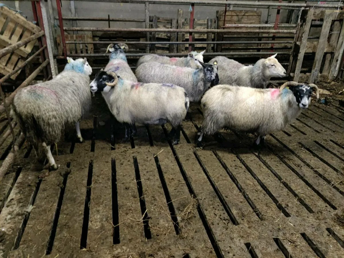 Ewes - Image 1