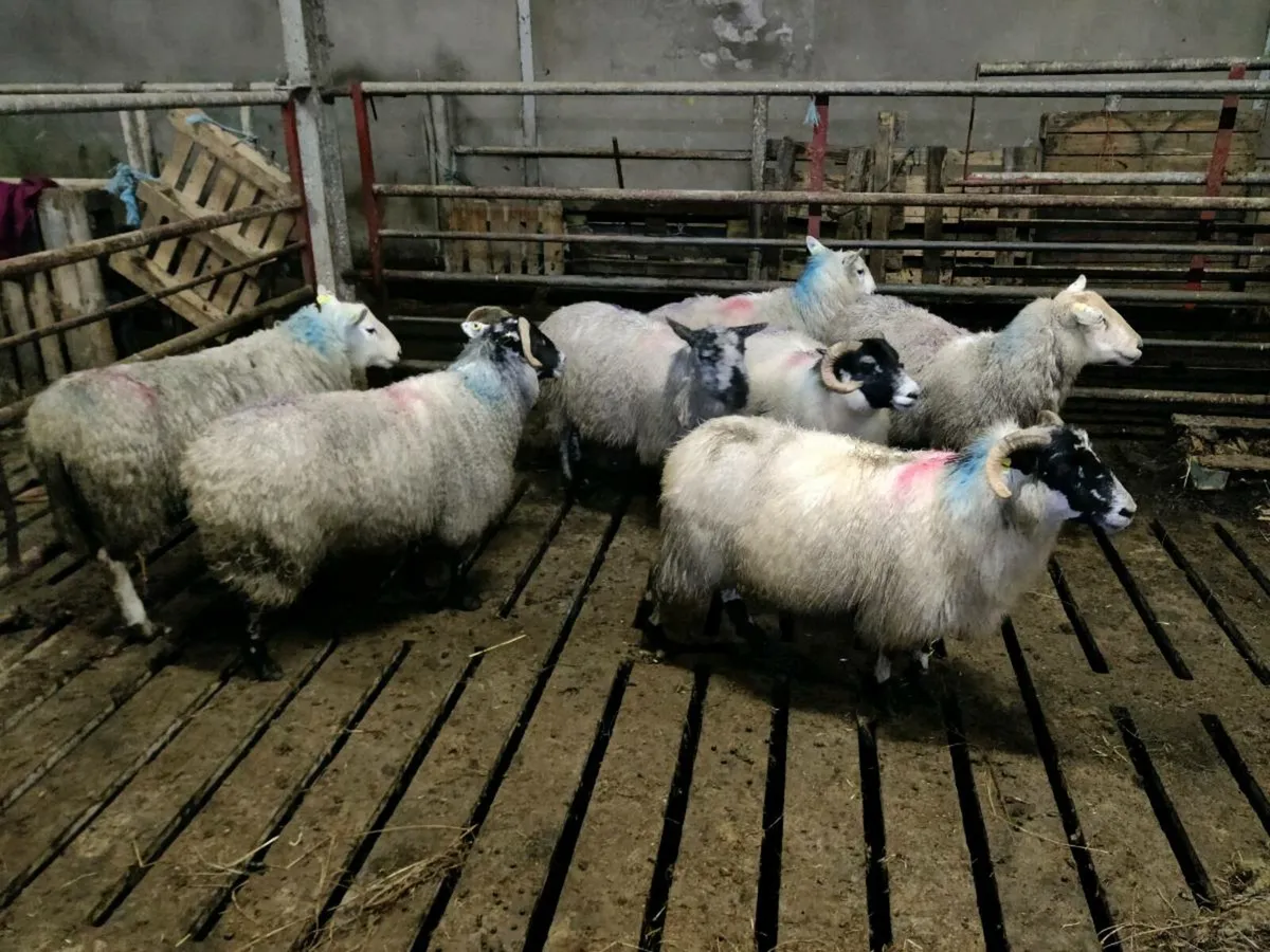 Ewes - Image 4