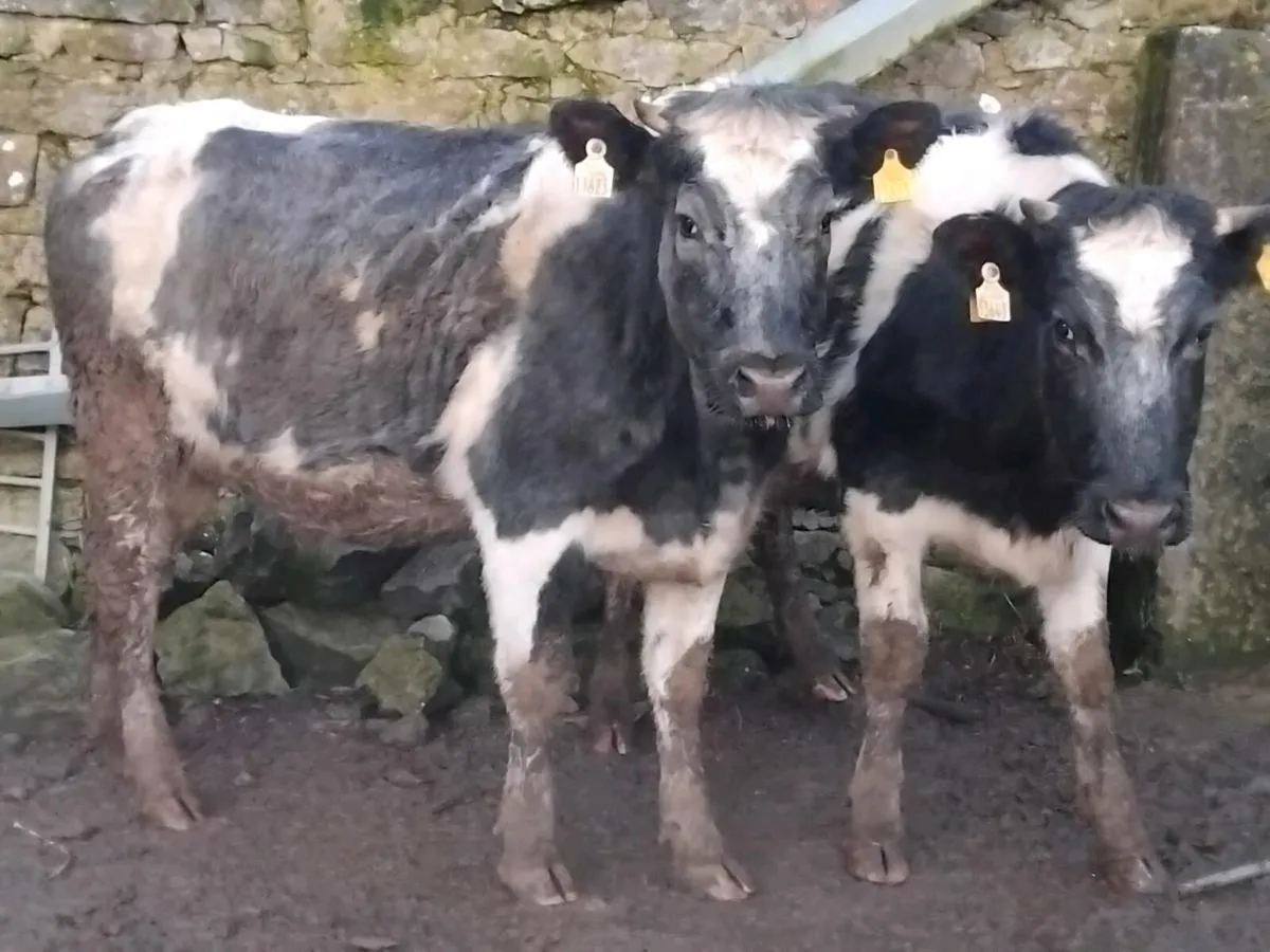 Belgian Blue In-Calf Heifers - Image 1