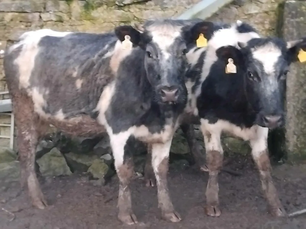 Belgian Blue In-Calf Heifers - Image 2