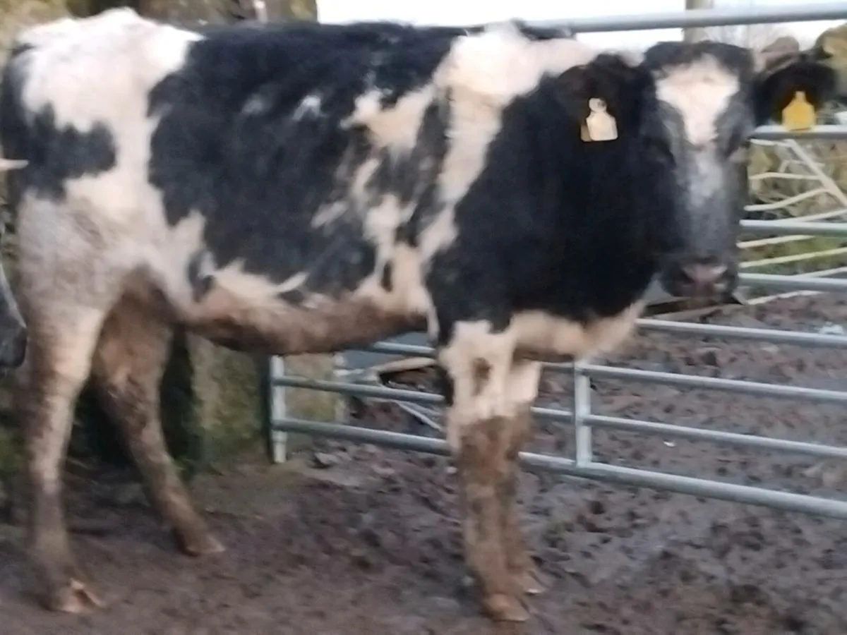 Belgian Blue In-Calf Heifers - Image 3
