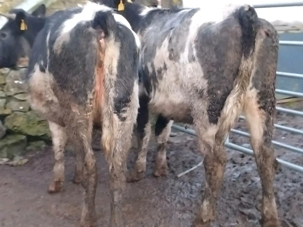 Belgian Blue In-Calf Heifers - Image 4