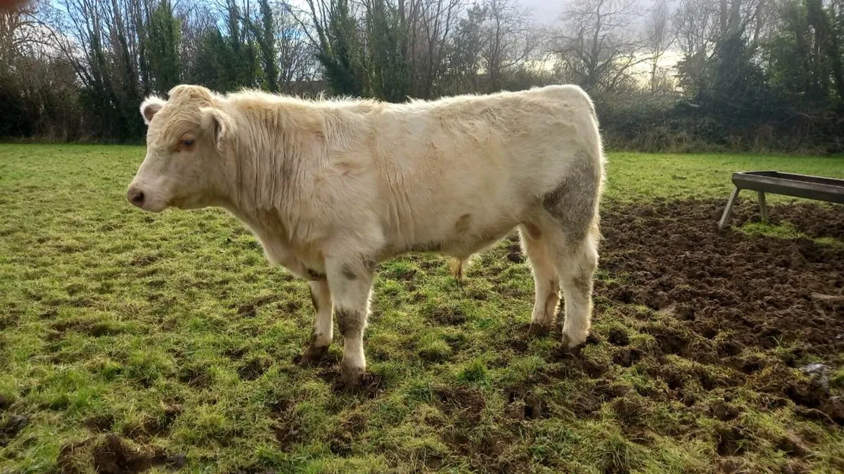 Shorthorn Bulls - Image 1