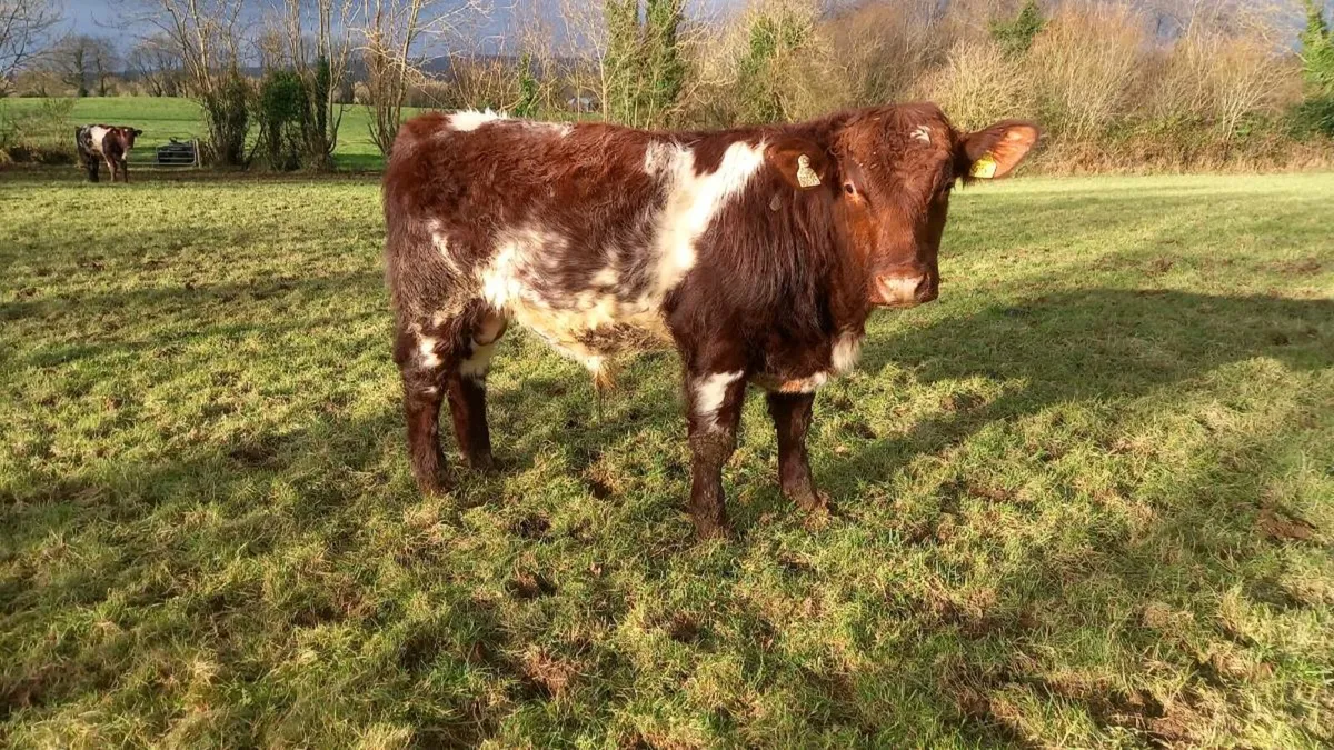 Shorthorn Bulls - Image 2