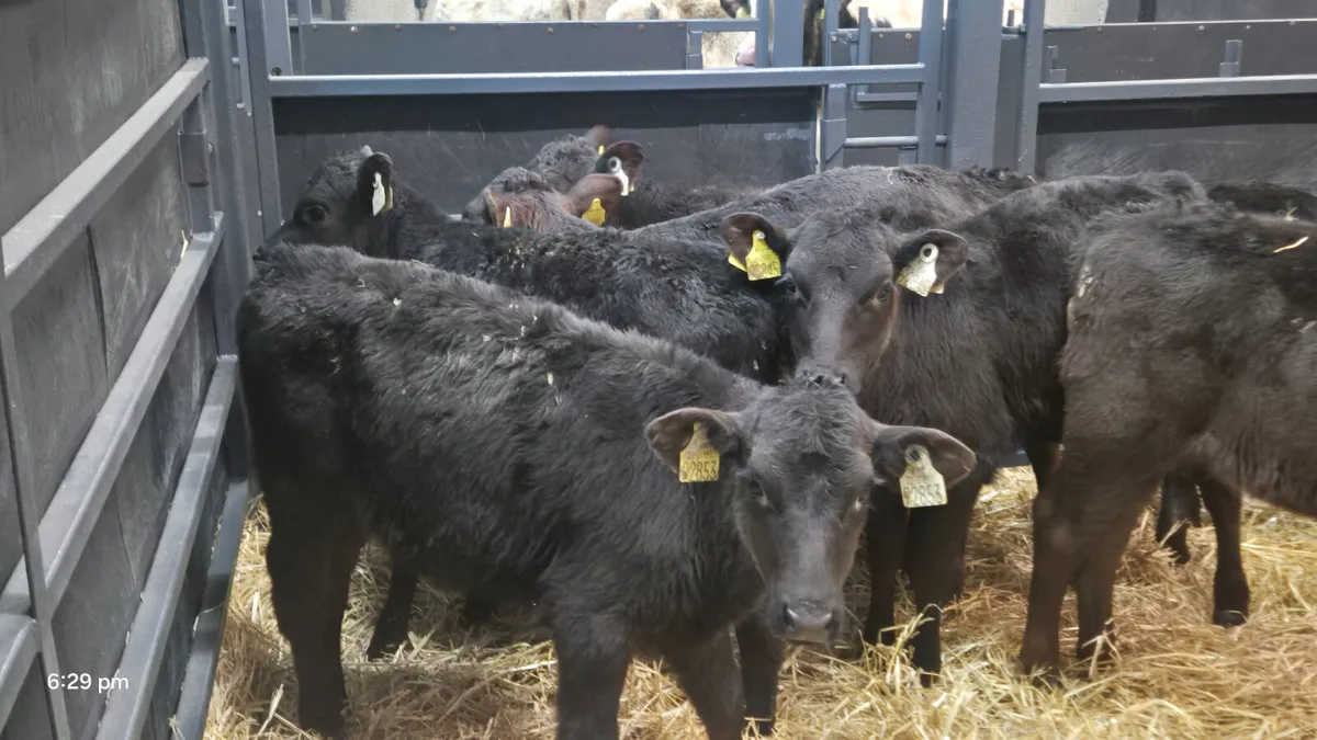9 Aberdeen Angus calves for sale - Image 1