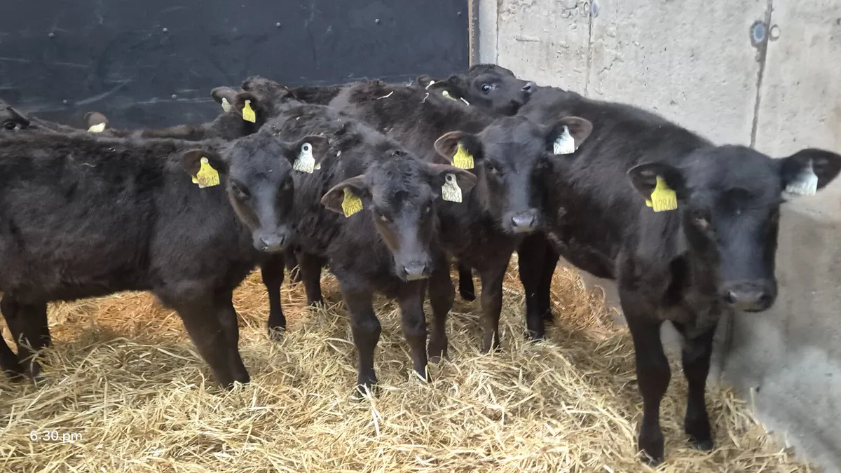 9 Aberdeen Angus calves for sale - Image 4
