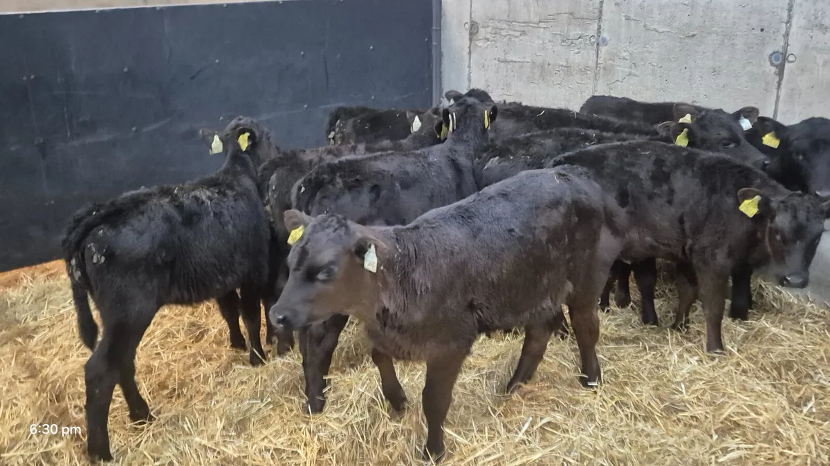9 Aberdeen Angus calves for sale - Image 2