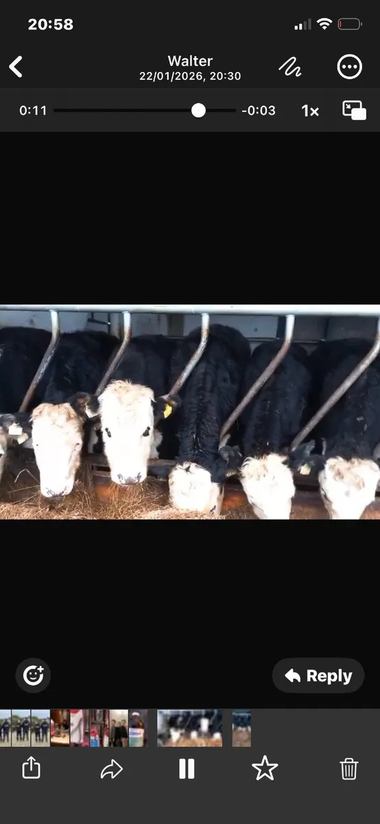 Cattle - Image 2