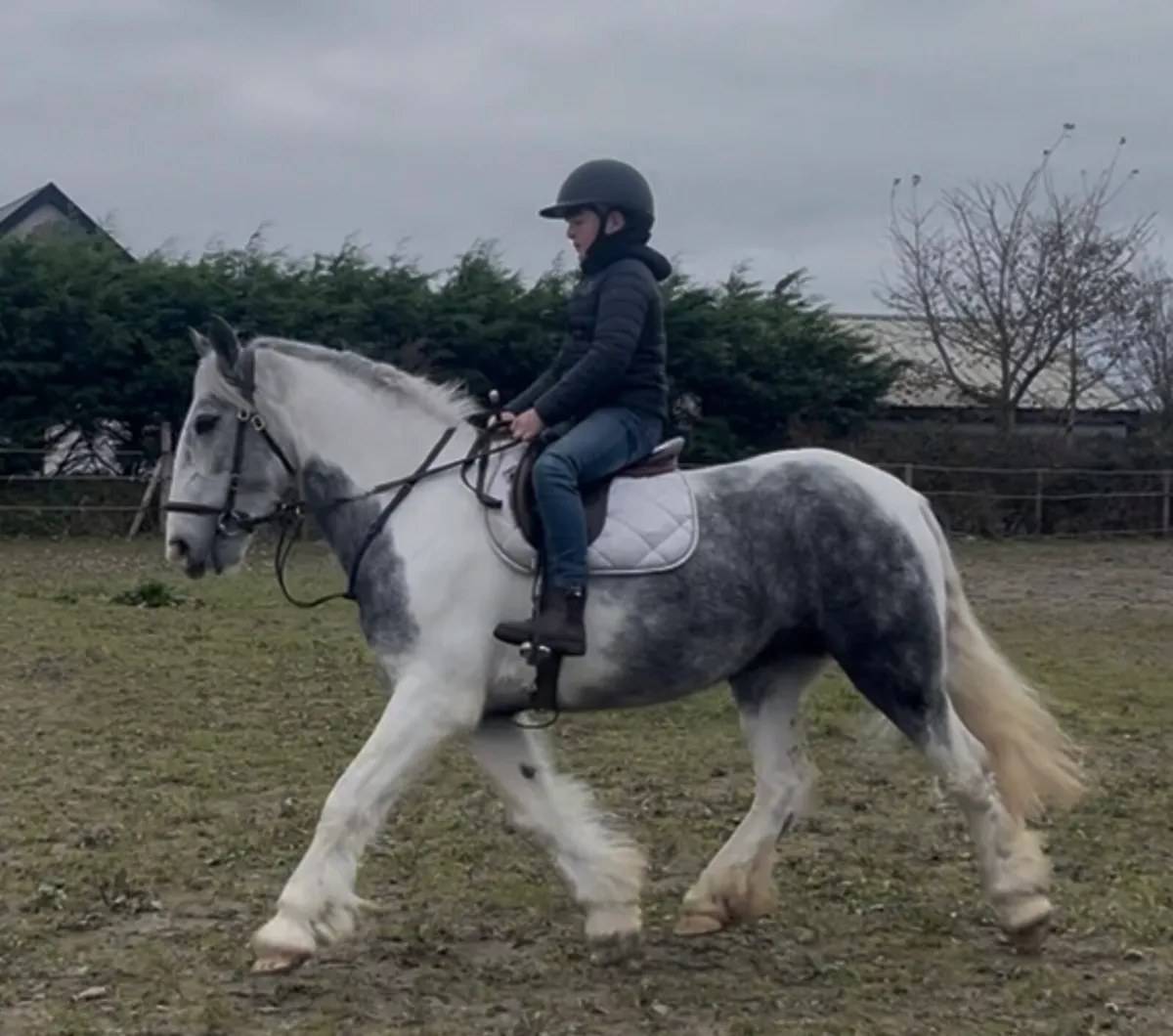 Cob 14 hands - Image 2