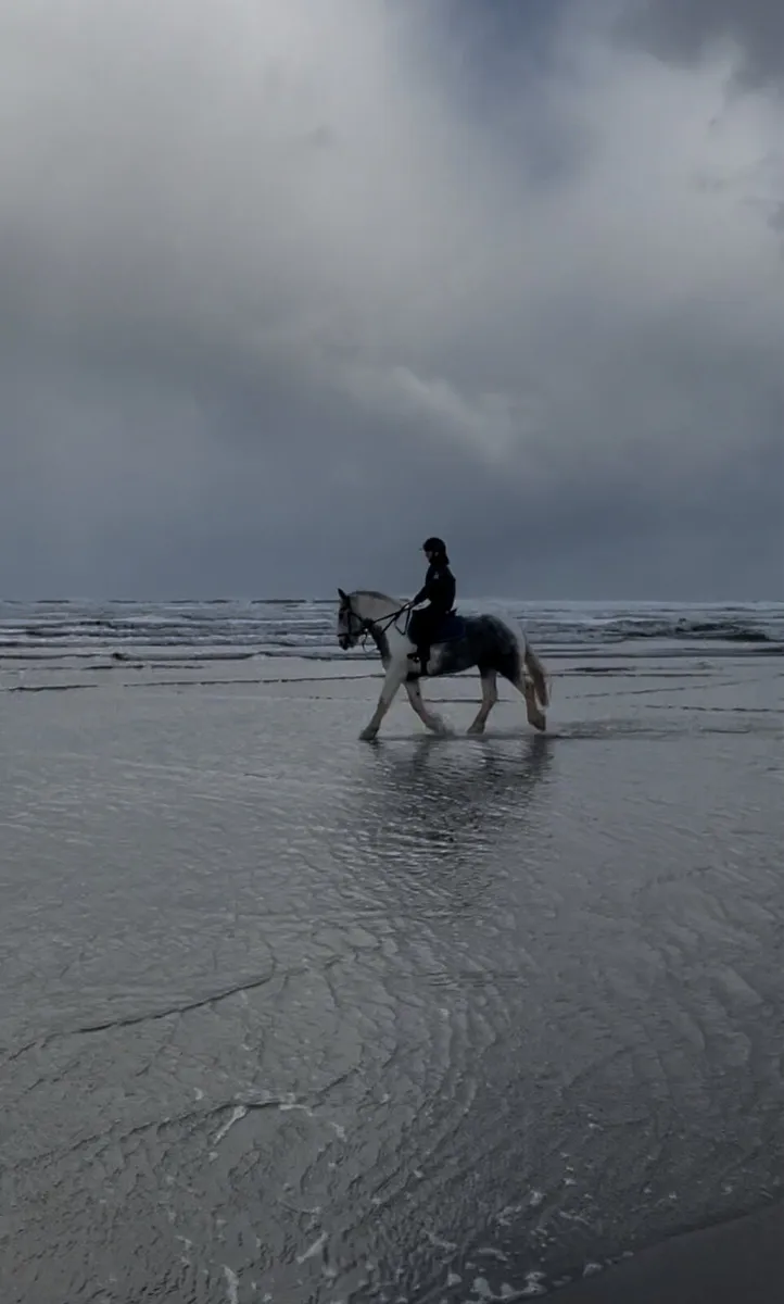 Cob 14 hands - Image 3