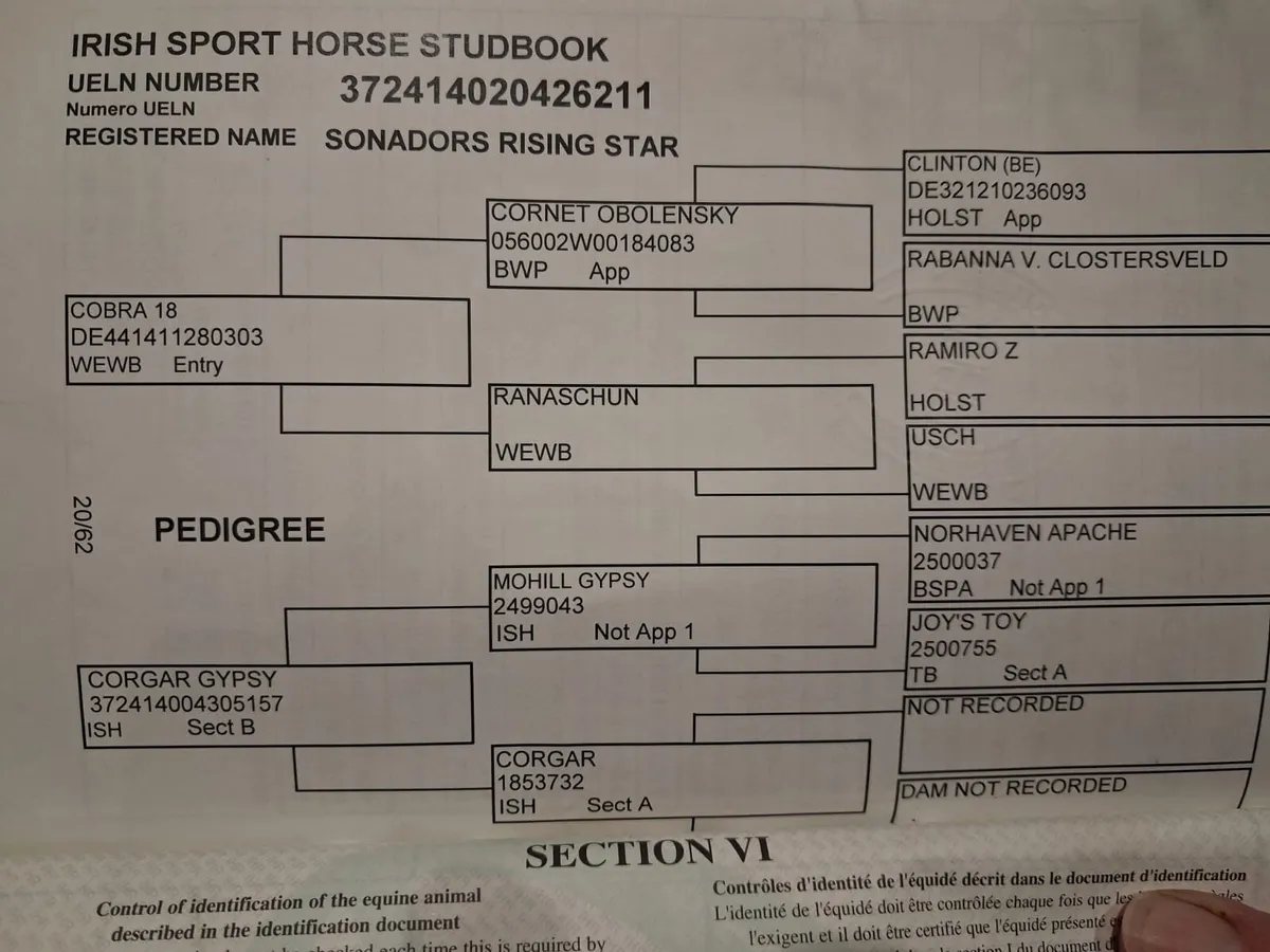 2018 Cobra 18 16.3 Mare - Image 2