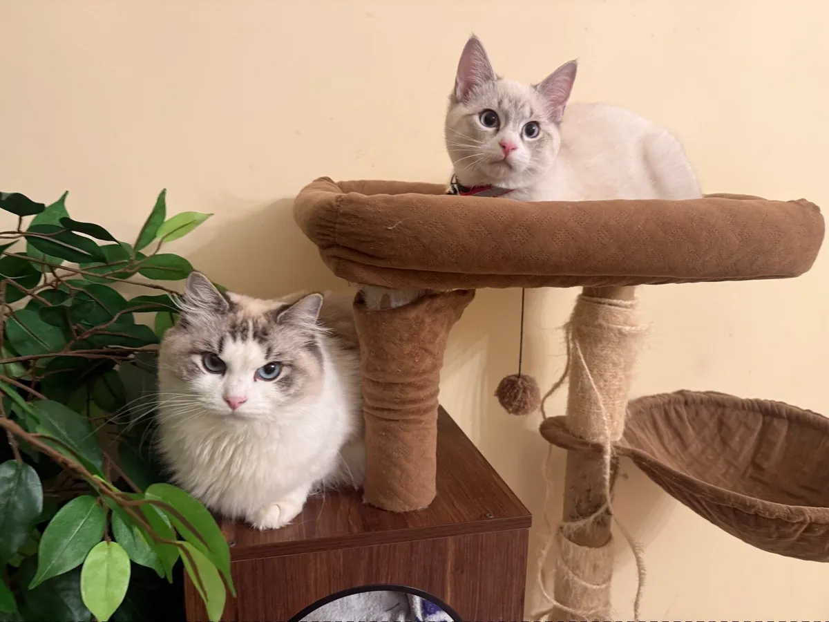 Adorable Ragdol - Image 1