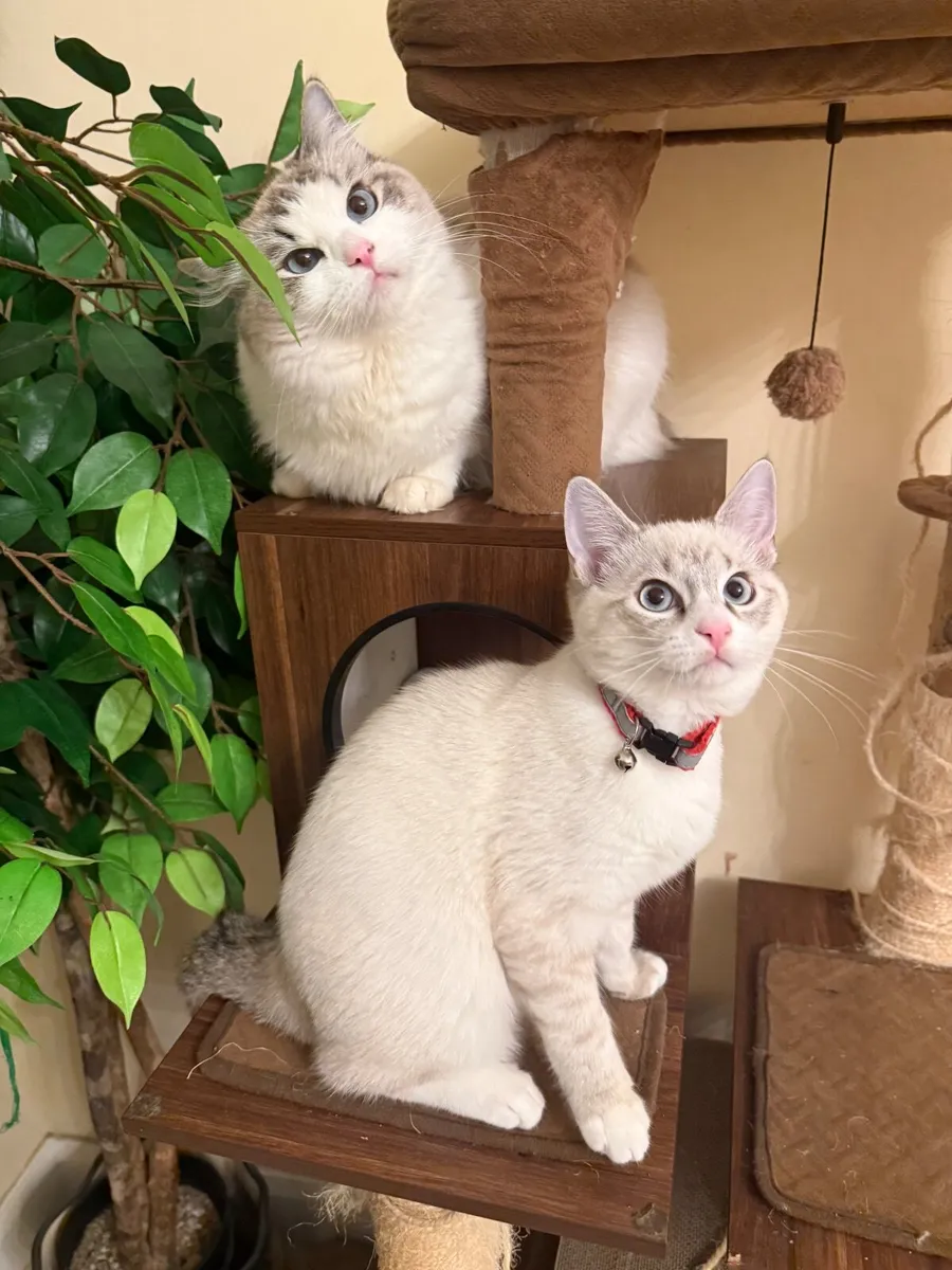 Adorable Ragdol - Image 2