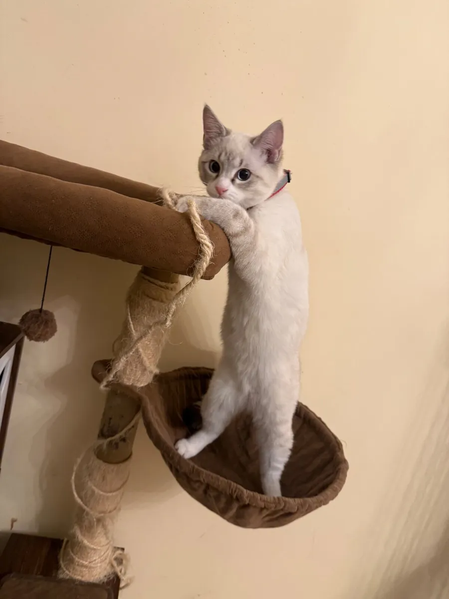 Adorable Ragdol - Image 3