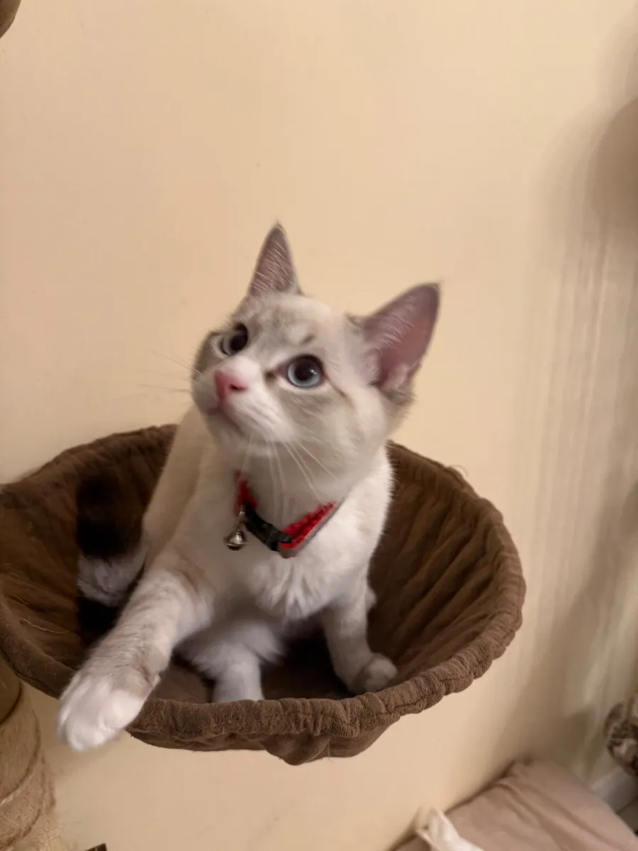 Adorable Ragdol - Image 4