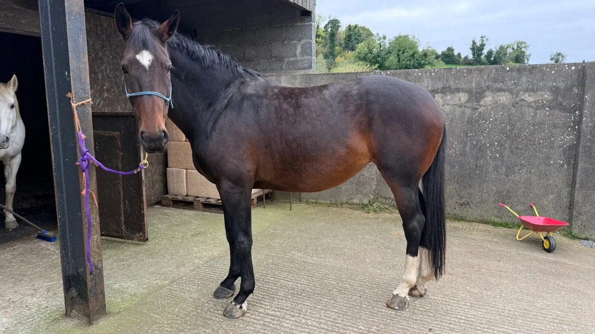 2018 Cobra 18 16.3 Mare - Image 3