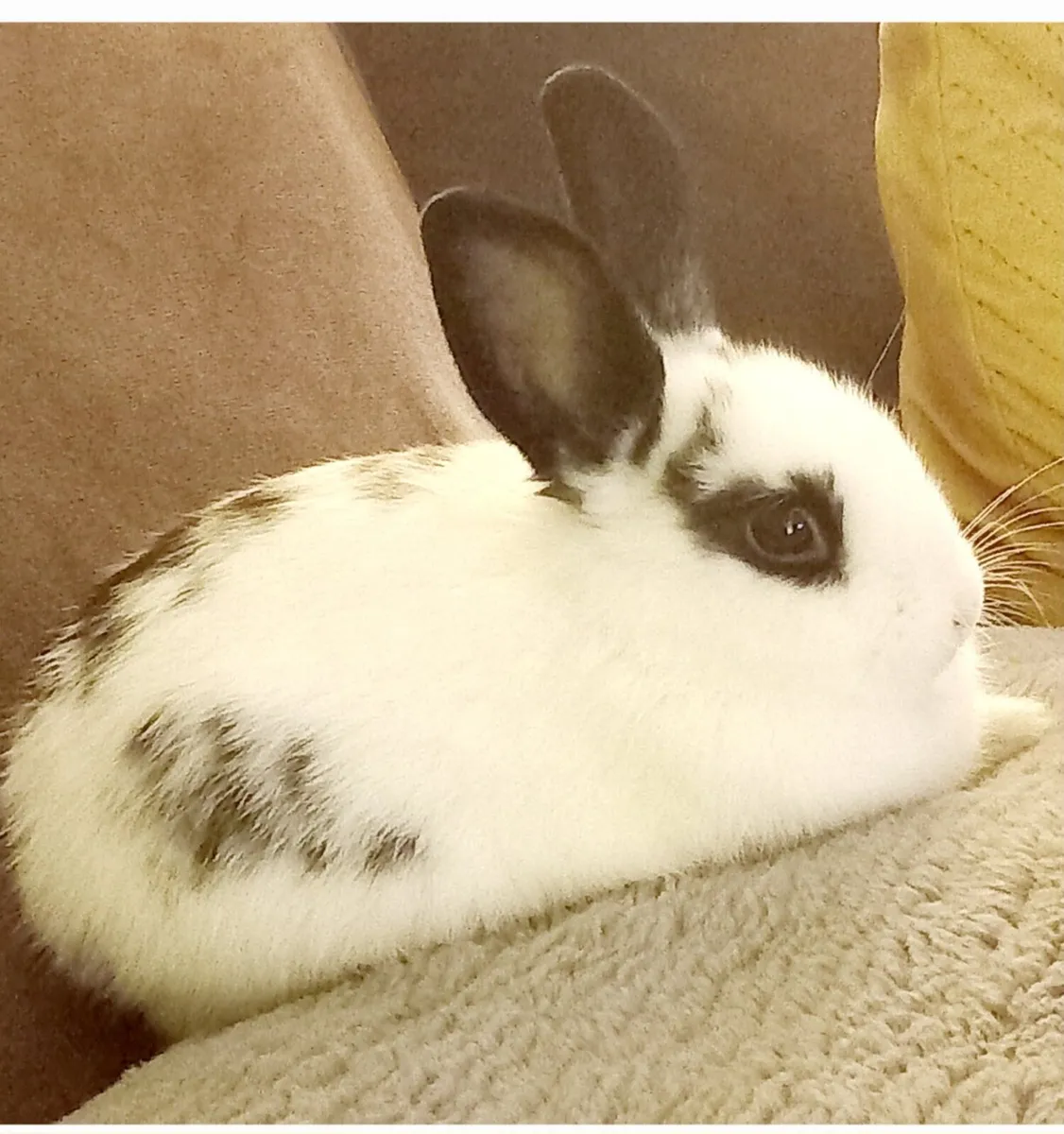 Dwarf Rabbit - Image 2