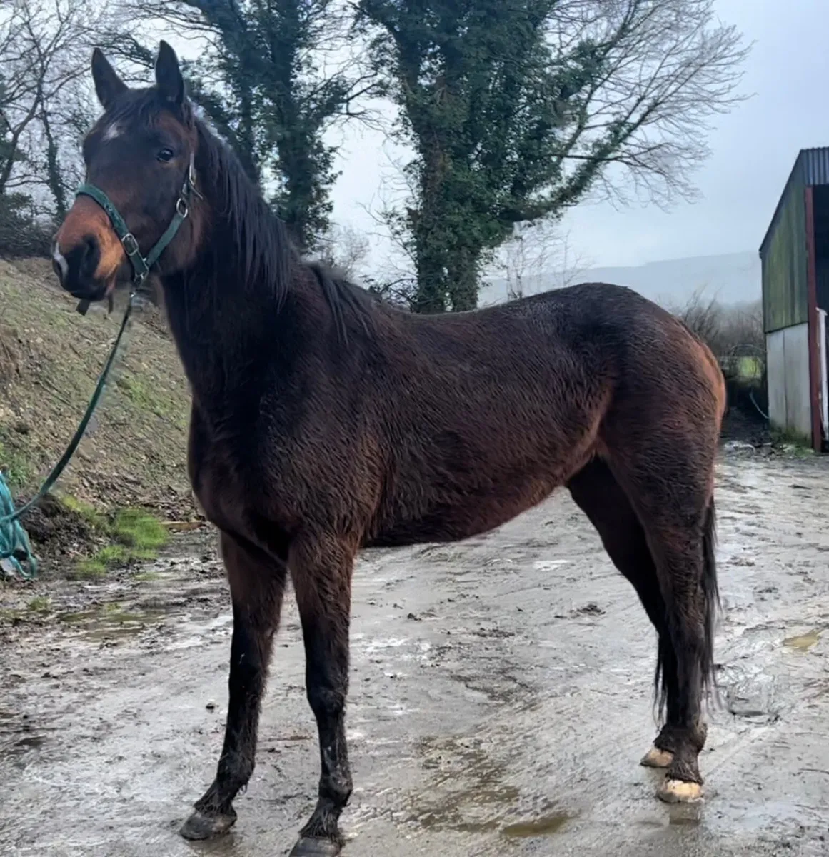 3 Year Old Colandro Filly - Image 1