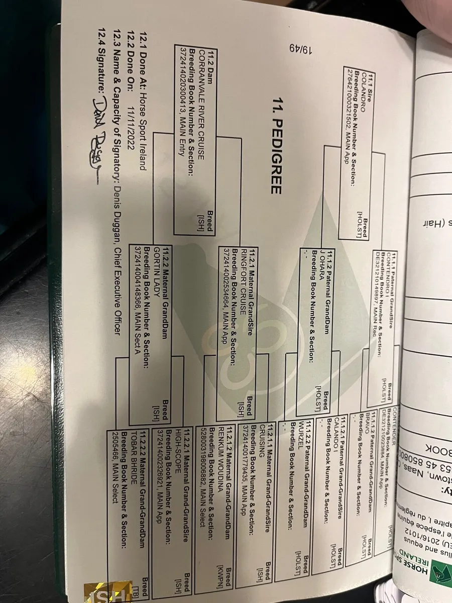 3 Year Old Colandro Filly - Image 2